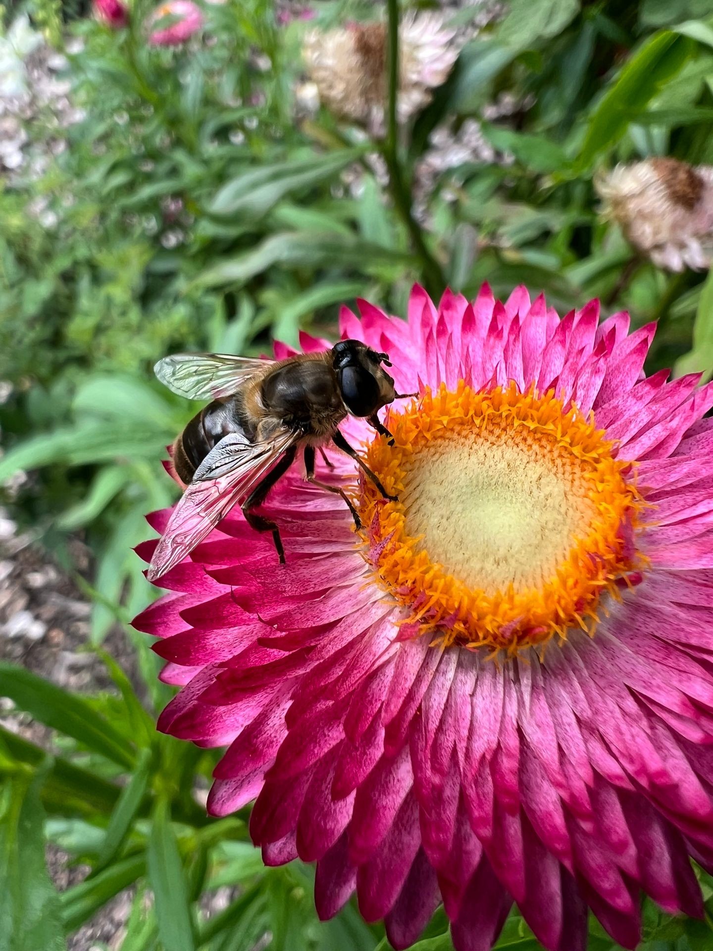 Blühende Pflanzen