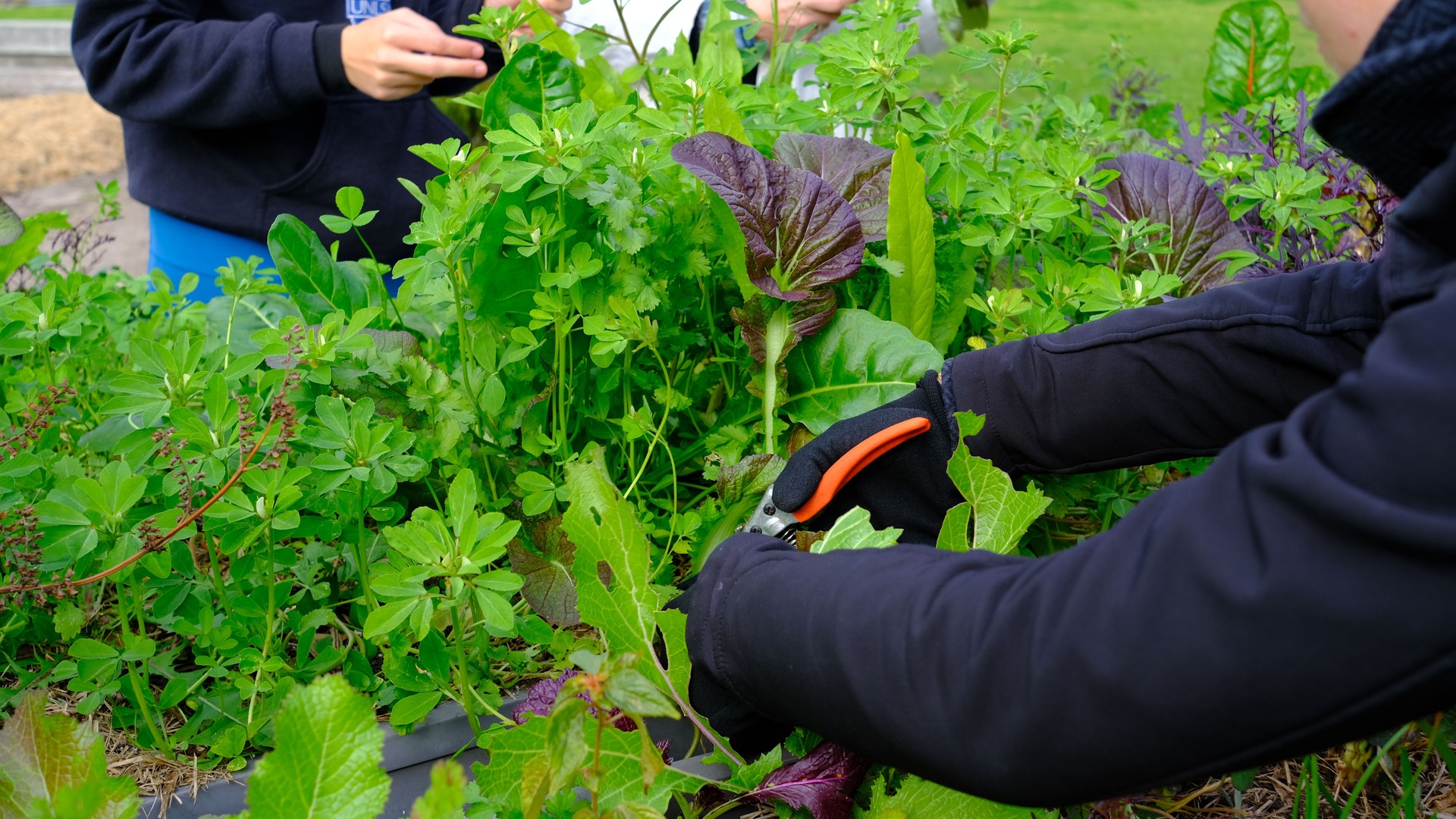 Die Menschen ernten Gemüse im Bio-Garten.