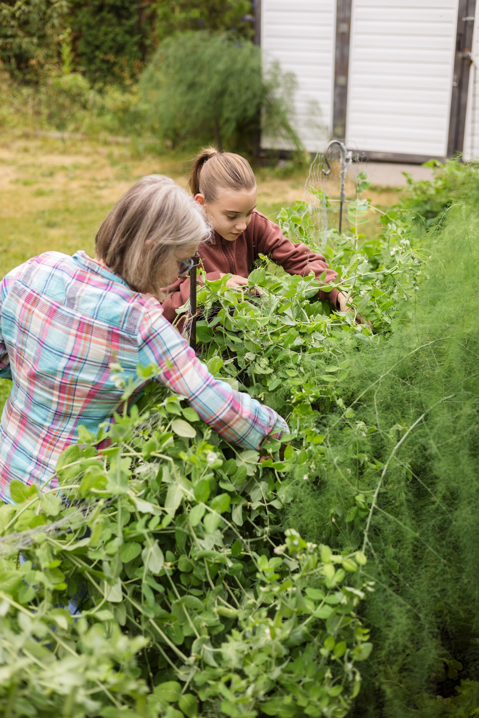 Grandmother picks peas from backyard garden with granddaughter