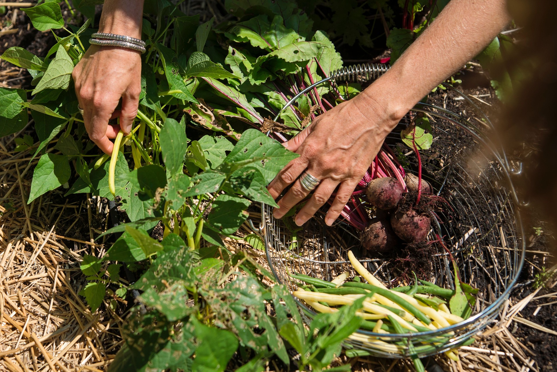 Nahaufnahme der Händeernte im kleinen Familiengarten.