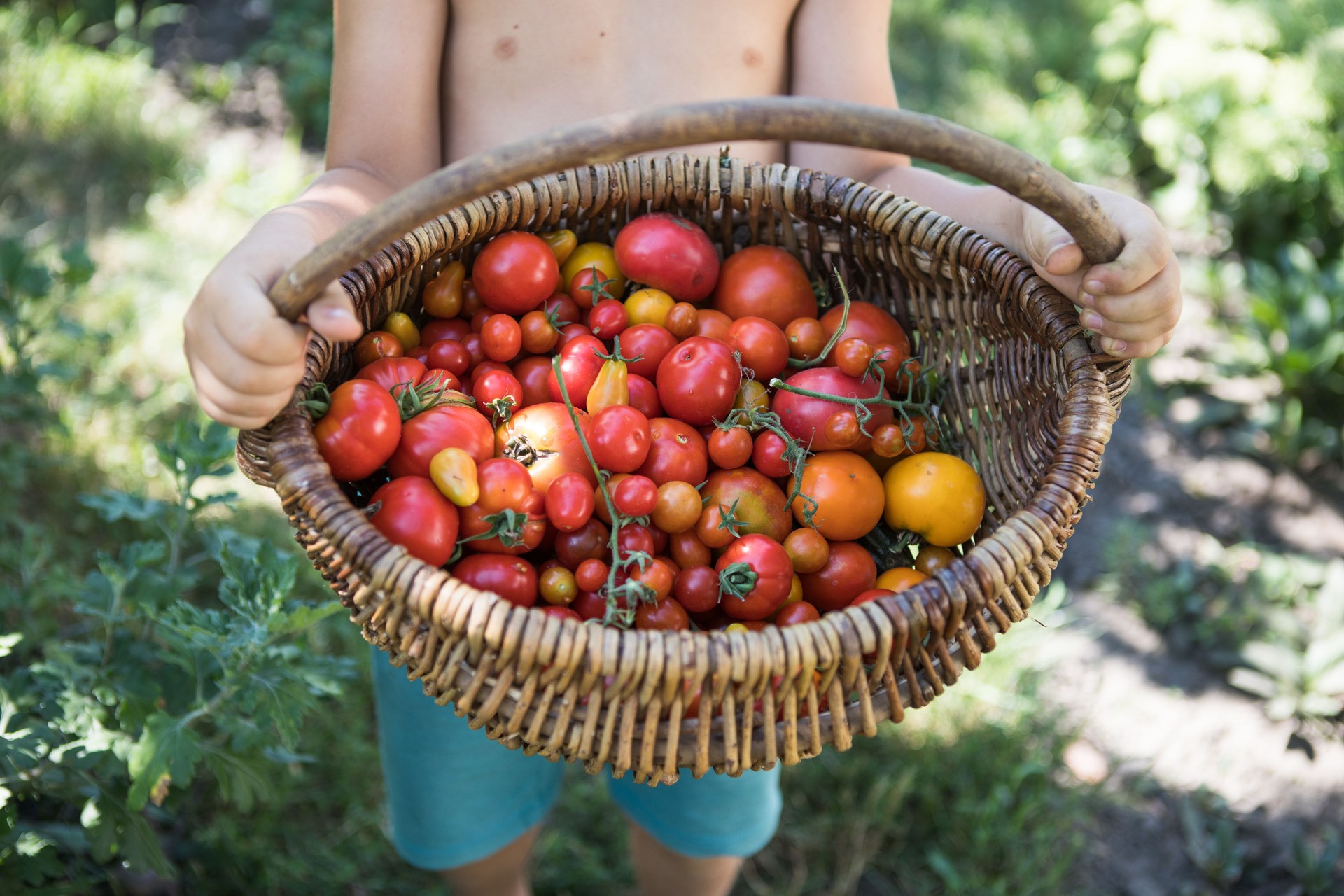Korb mit leckeren und saftigen Tomaten im Garten. Foto vom Anbau gesunder Bio-Tomaten in Ihrem Garten.