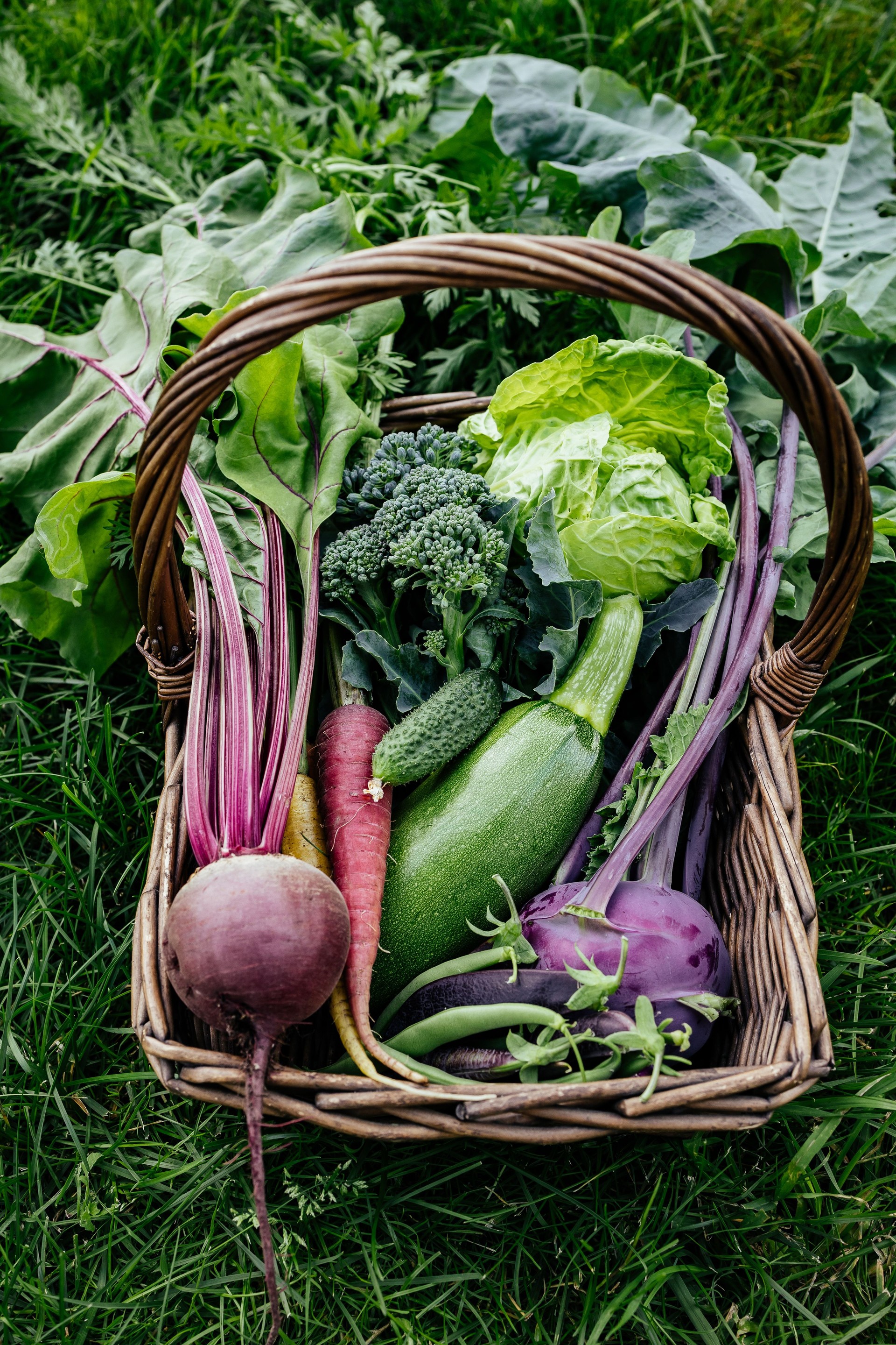 Basket vegetables cabbage, lettuce, carrots, cucumbers, beets, beans, peas, zucchini, broccoli, purple kohlrabi.