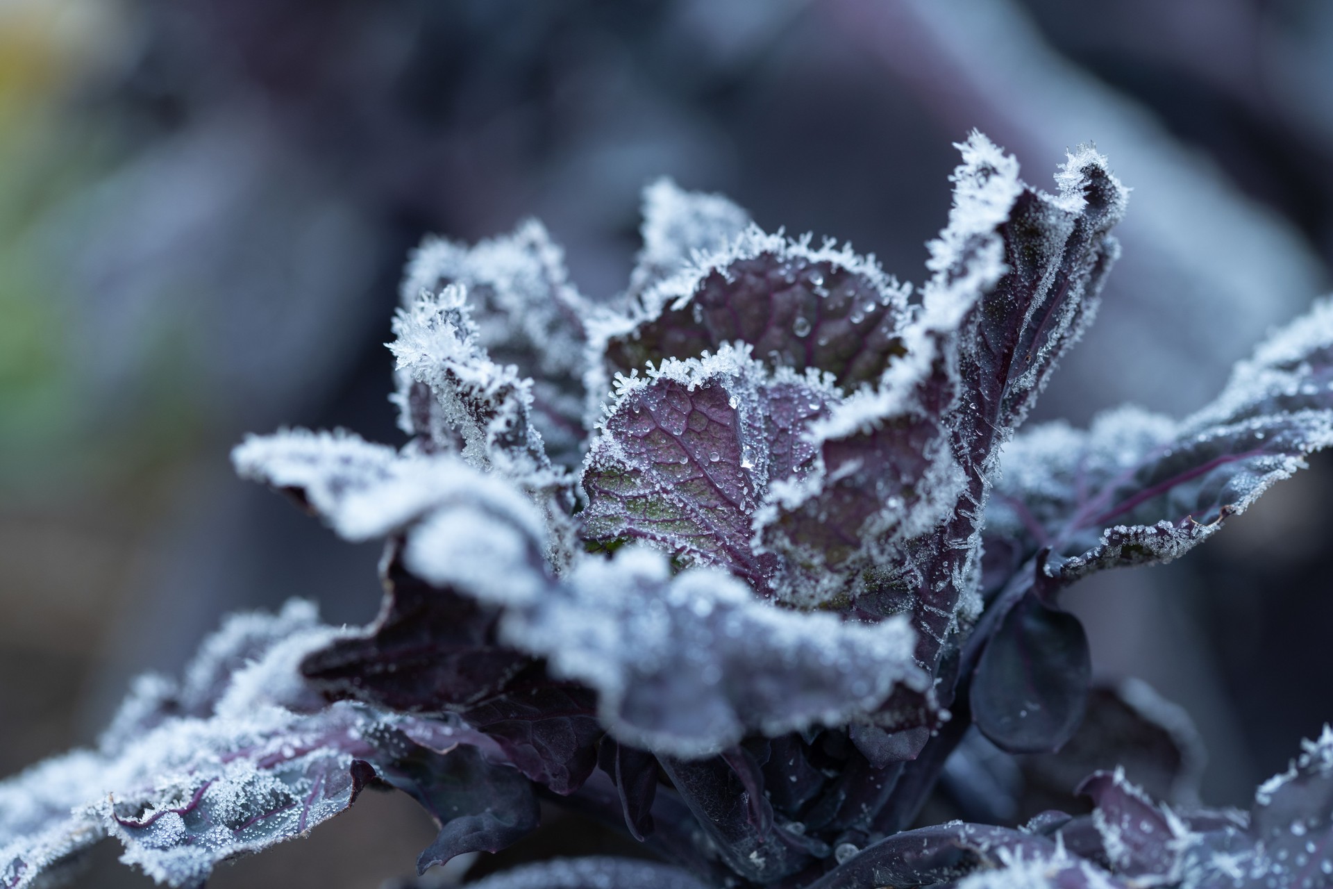 Close-up of red cabbage still growing in the garden in winter. The cabbage leaves are covered with ice crystals in frost. There is space for text.