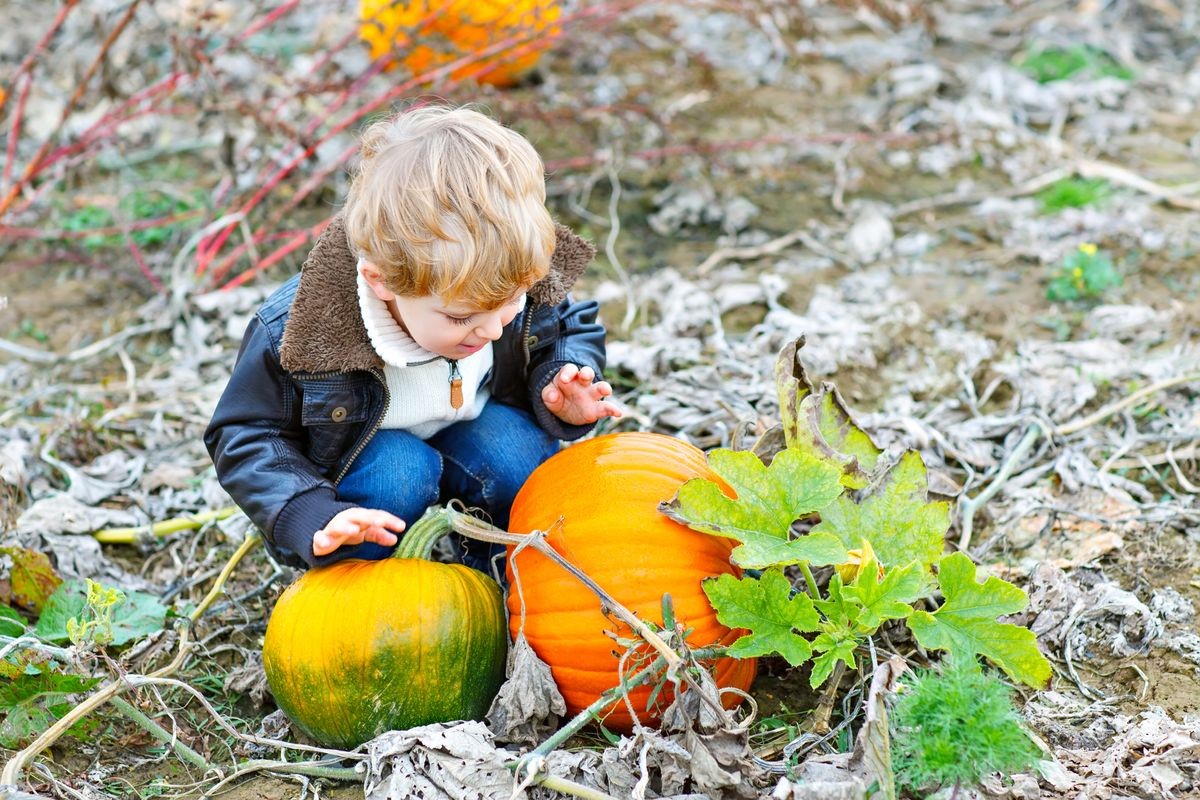 Little toddler kid boy with big orange pumpkins on field or patch. cute child in fashion clothes having fun with huge vegetable. Traditional thanksgiving or halloween